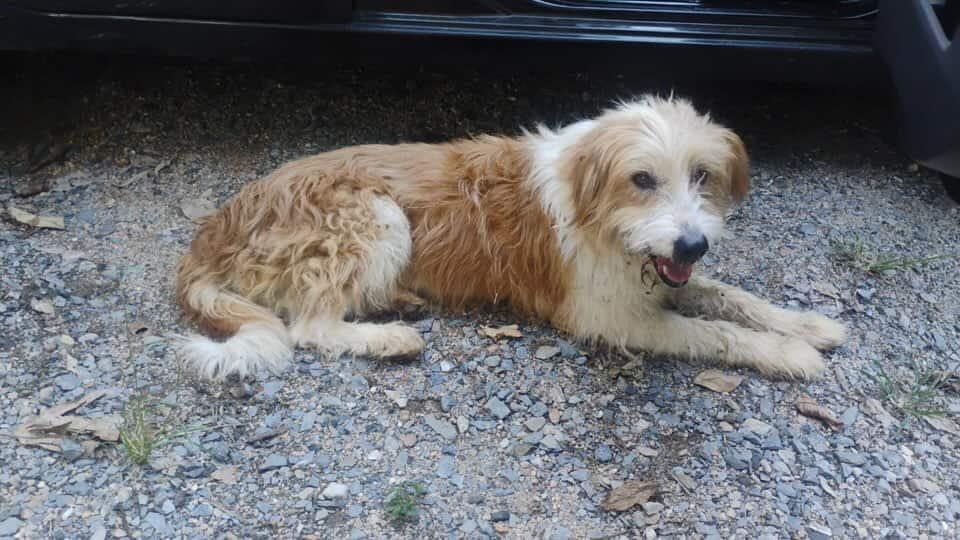  Moradores procuram por tutores de cão perdido no Horizonte Azul II